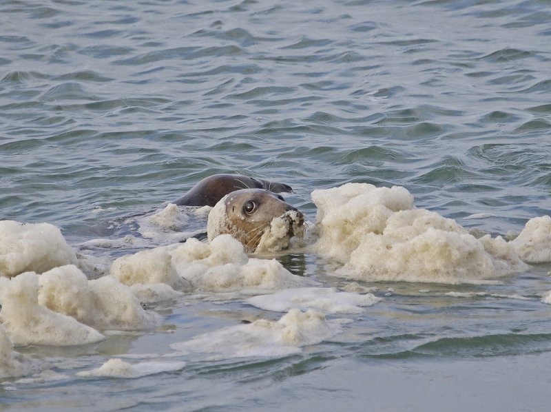 Grijze Zeehond / Grey Seal