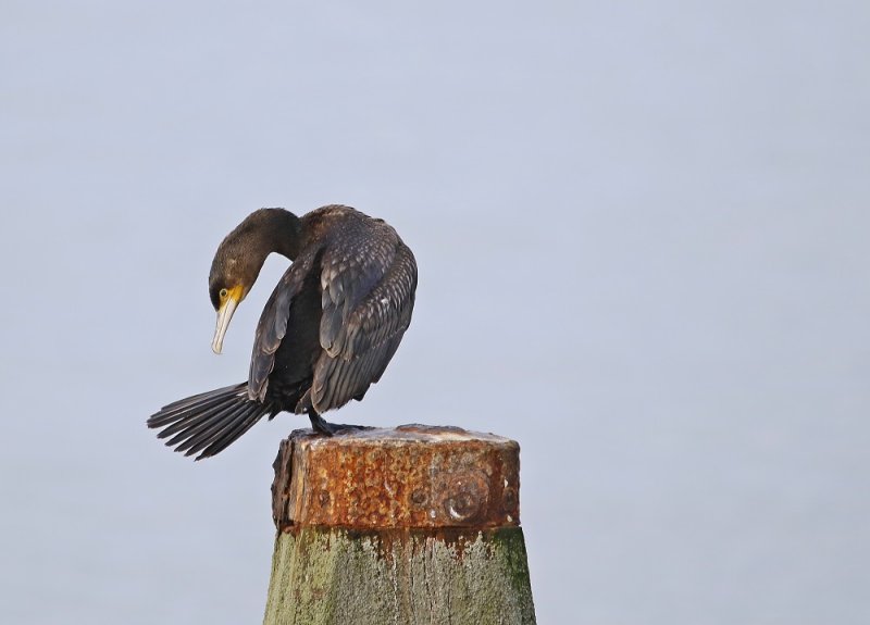 Aalscholver / Great Cormorant