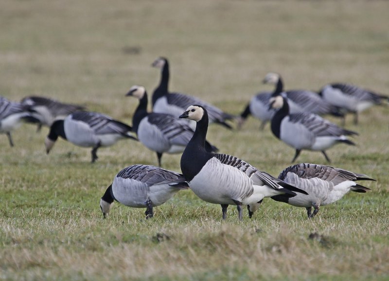 Brandgans / Barnacle Goose