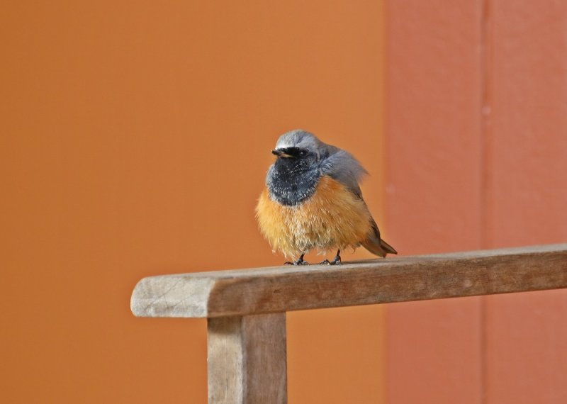 Oosterse Zwarte Roodstaart / Eastern Black Redstart
