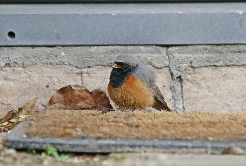 Oosterse Zwarte Roodstaart / Eastern Black Redstart