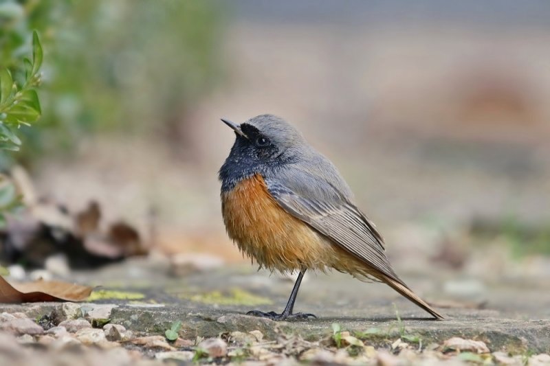 Oosterse Zwarte Roodstaart / Eastern Black Redstart