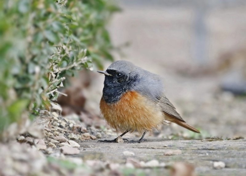 Oosterse Zwarte Roodstaart / Eastern Black Redstart