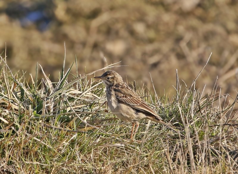 Mongoolse Pieper / Blyths Pipit