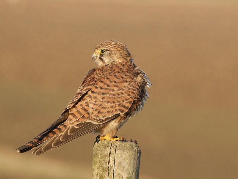Torenvalk / Kestrel