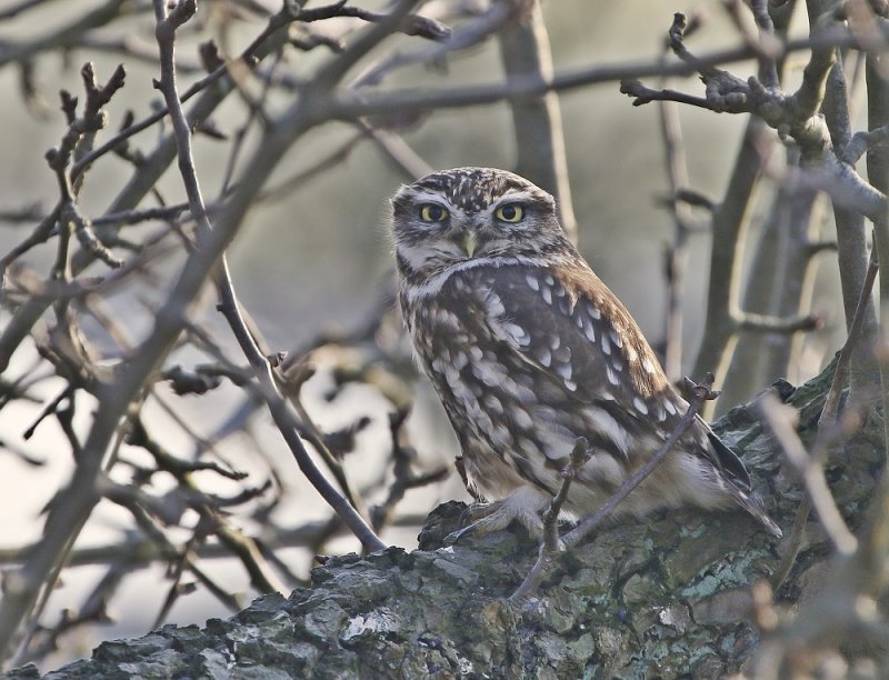 Steenuil / Little Owl