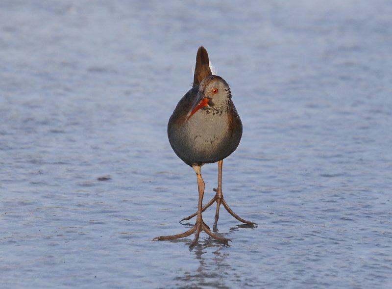 Waterral / Water Rail