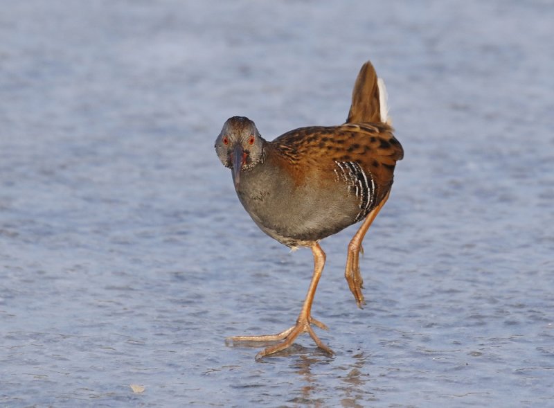 Waterral / Water Rail