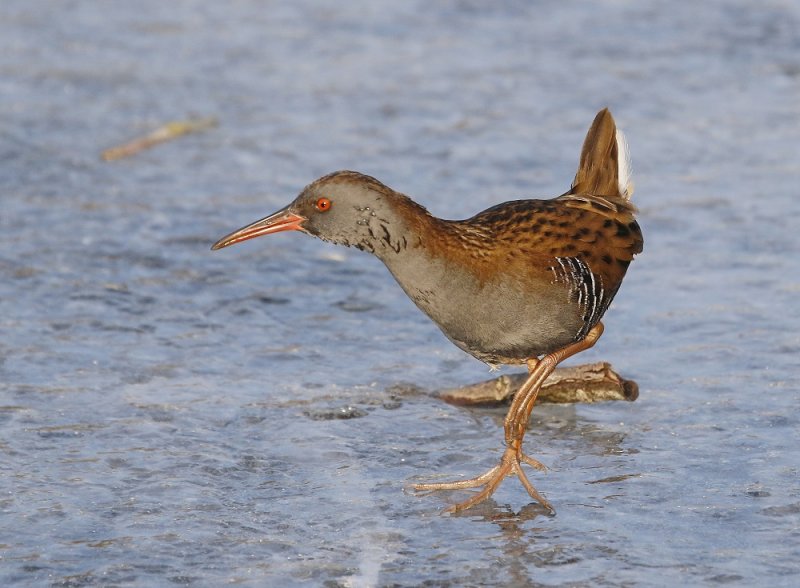 Waterral / Water Rail