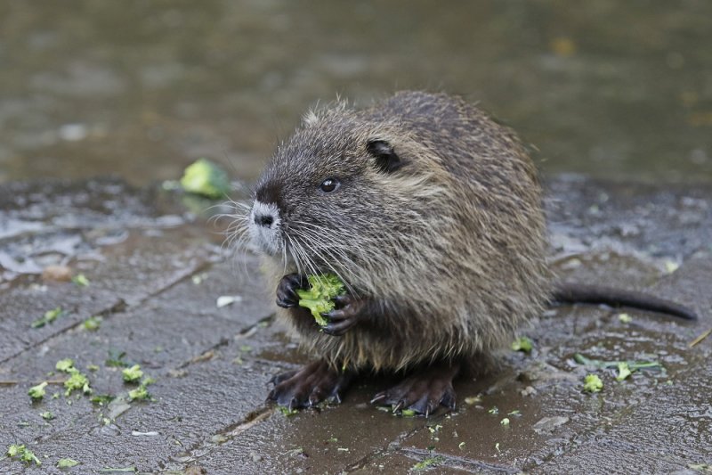 Beverrat / River Rat or Nutria
