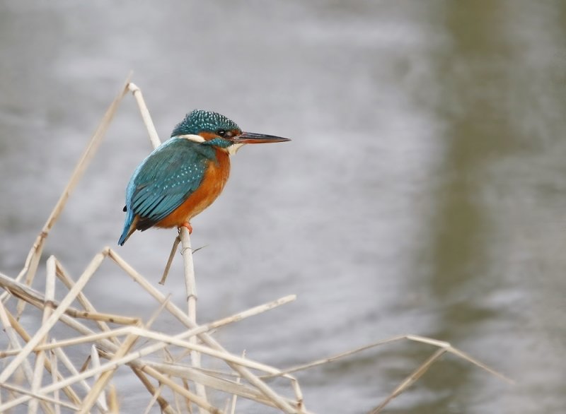 IJsvogel / Common Kingfisher