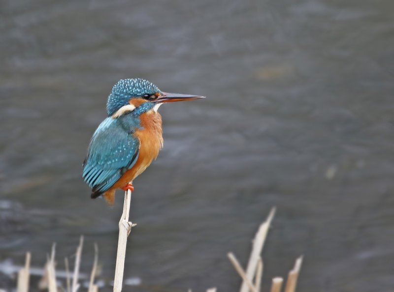IJsvogel / Common Kingfisher