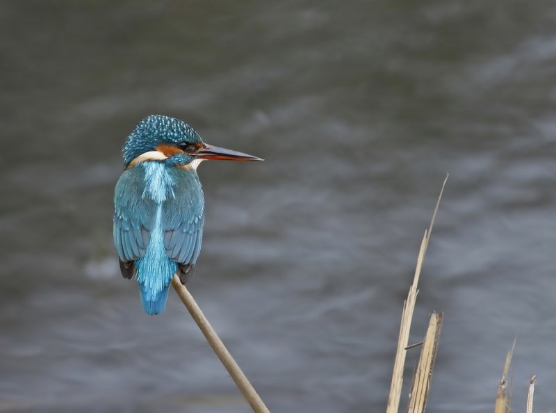 IJsvogel / Common Kingfisher