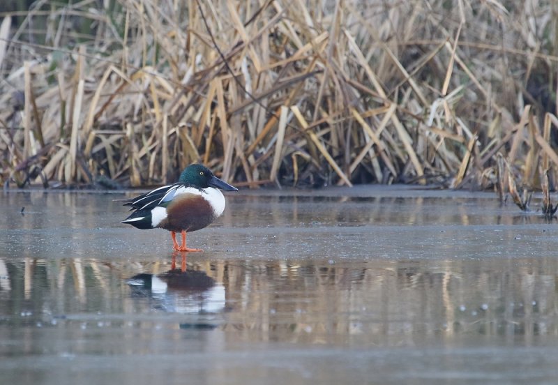 Slobeend / Northern Shoveler