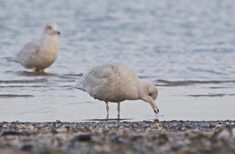Grote Burgemeester / Glaucous Gull