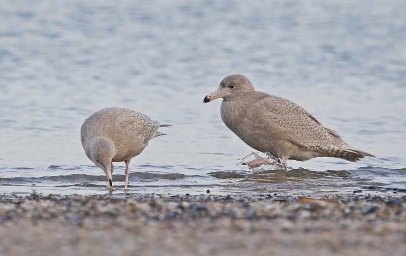 Grote Burgemeester / Glaucous Gull