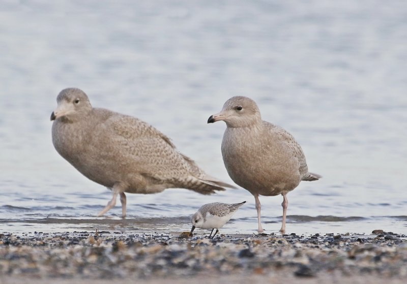 Grote Burgemeester / Glaucous Gull