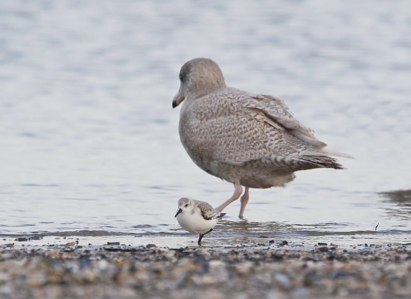 Drieteenstrandloper / Sanderling