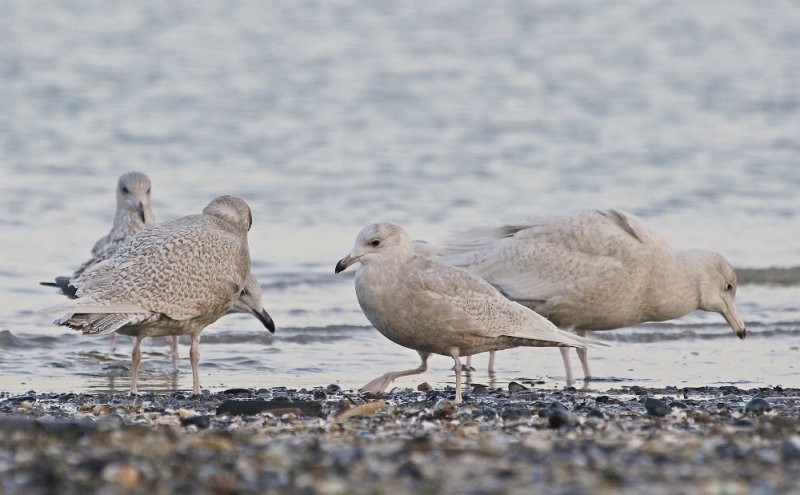 Kleine Burgemeester met Grote Burgemeester / Iceland Gull with Glaucous Gull