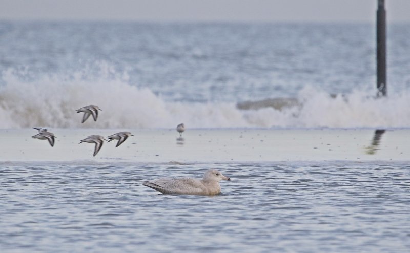 Grote Burgemeester / Glaucous Gull
