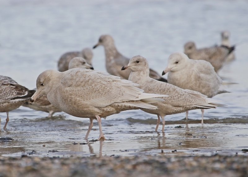 Kleine Burgemeester met Grote Burgemeester / Iceland Gull with Glaucous Gull