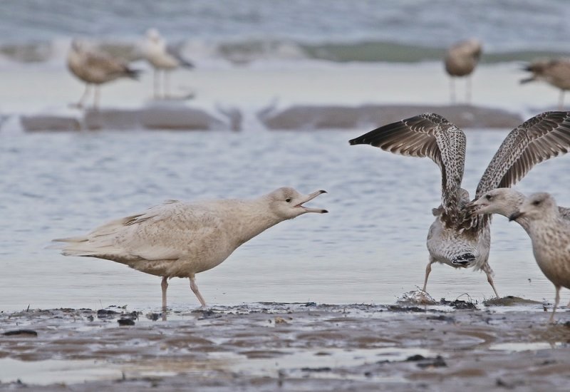 Grote Burgemeester / Glaucous Gull