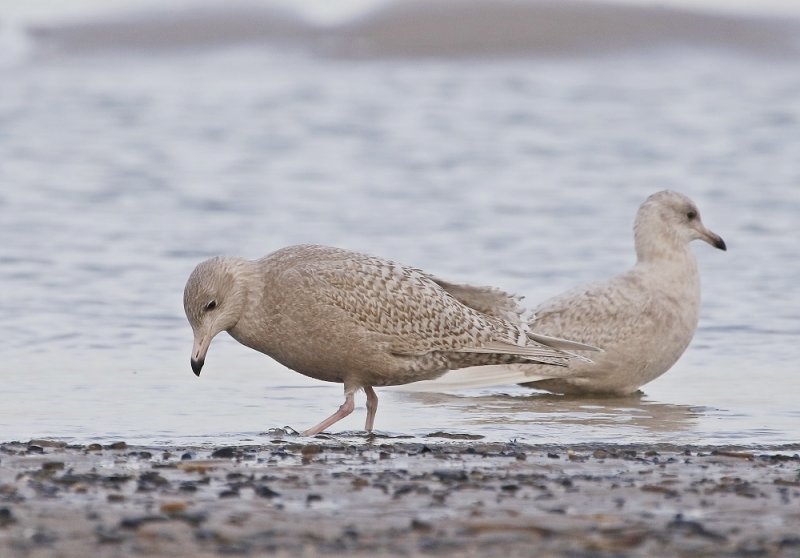 Grote Burgemeester met Kleine Burgemeester / Glaucous Gull with Iceland Gull