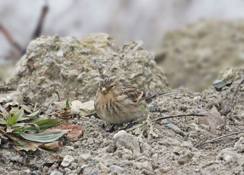 Frater / Twite