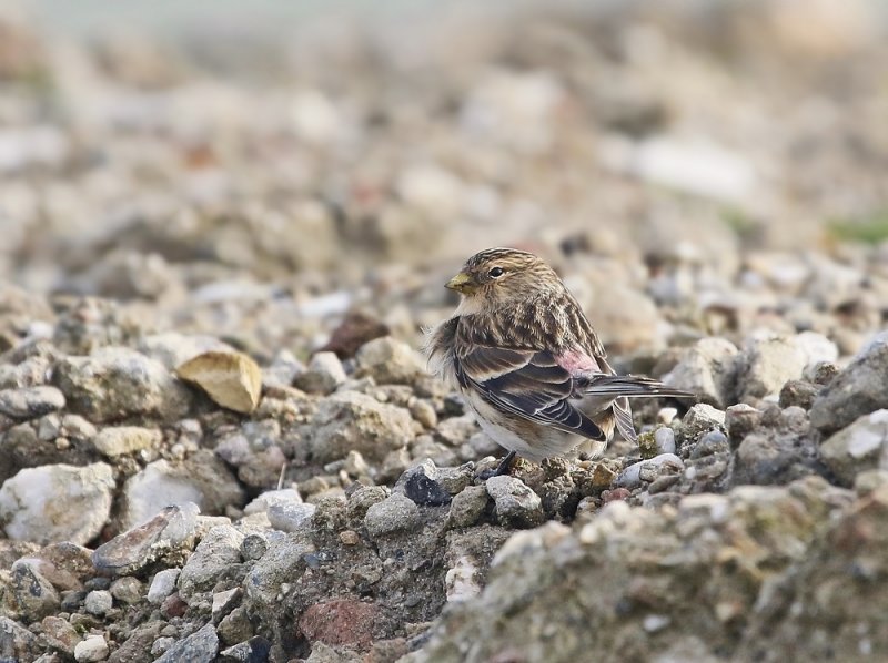 Frater / Twite