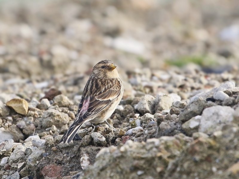 Frater / Twite