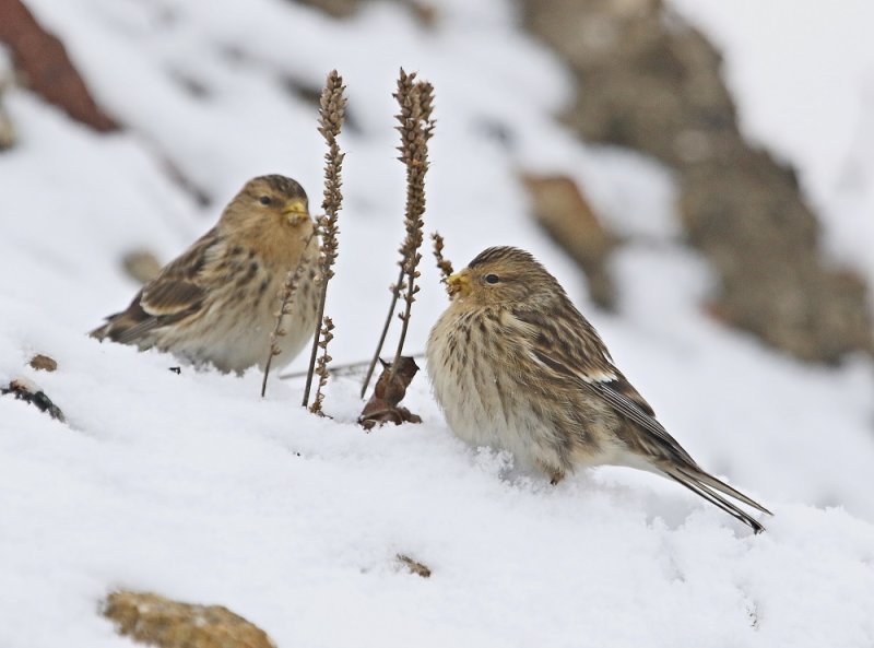 Frater / Twite