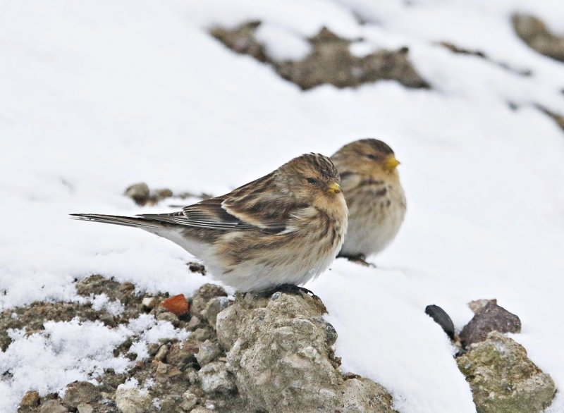 Frater / Twite