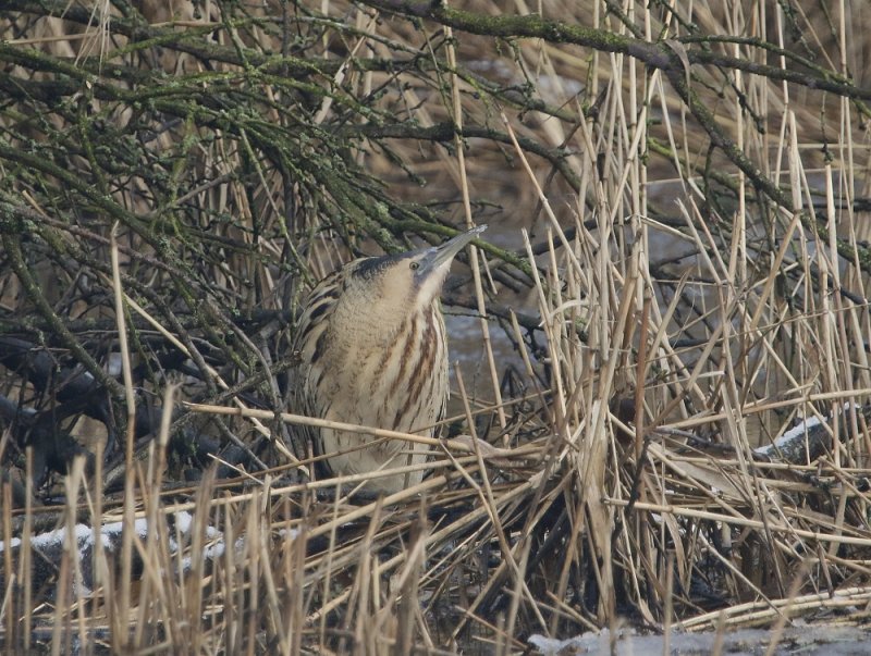 Roerdomp / Great Bittern