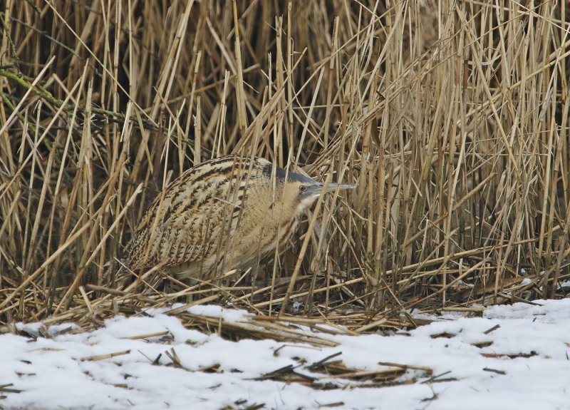 Roerdomp / Great Bittern