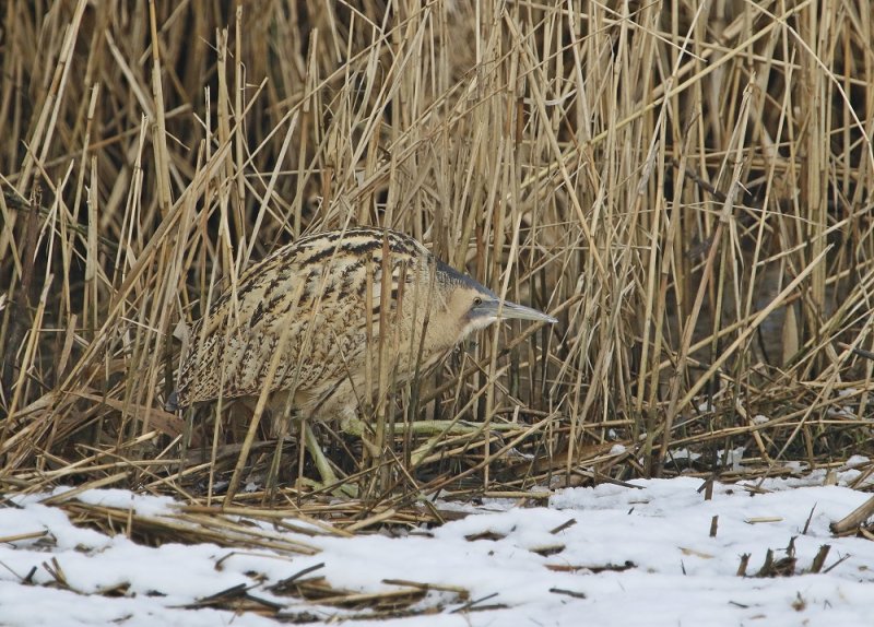 Roerdomp / Great Bittern