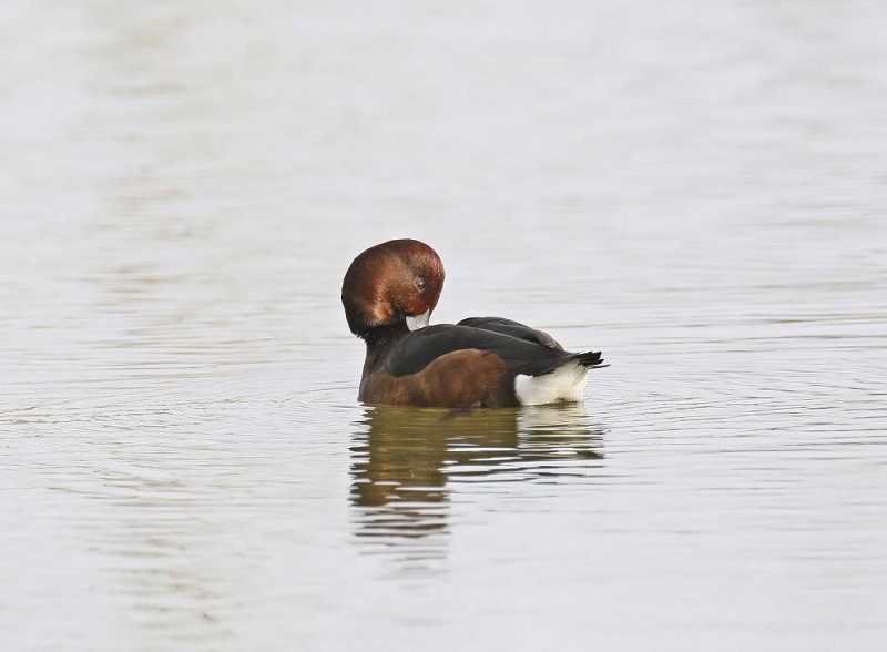 Witoogeend / Ferruginous Duck
