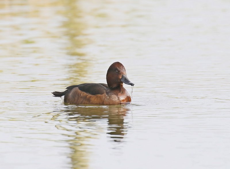 Witoogeend / Ferruginous Duck