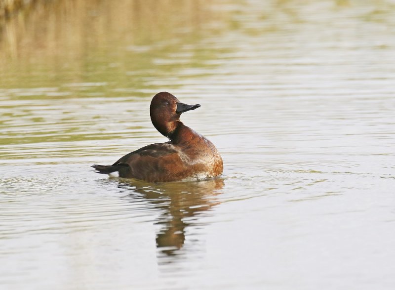 Witoogeend / Ferruginous Duck