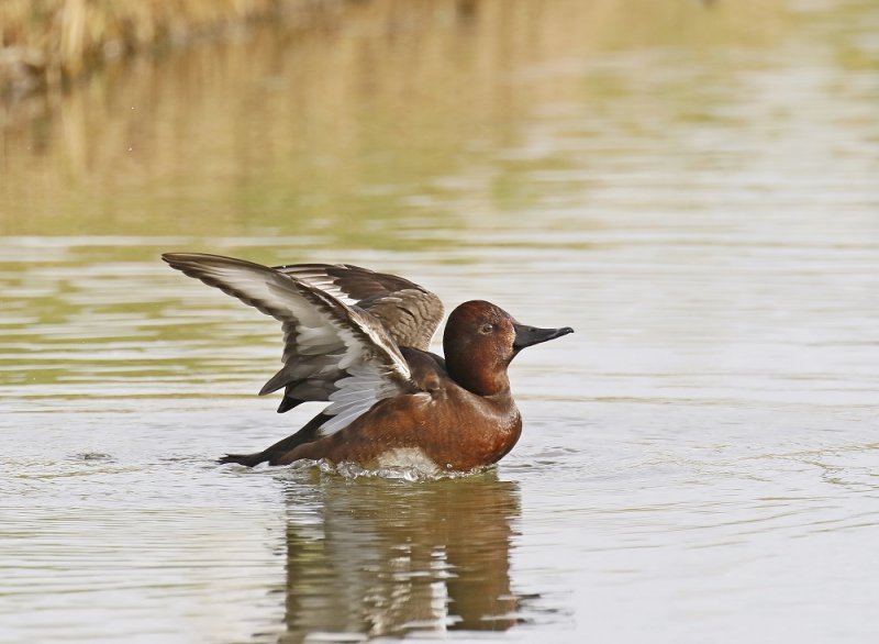 Witoogeend / Ferruginous Duck