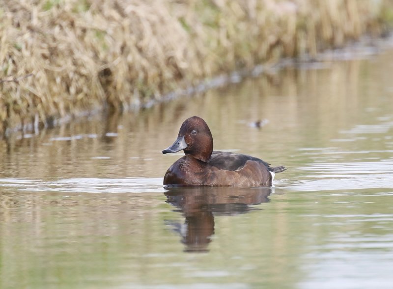 Witoogeend / Ferruginous Duck