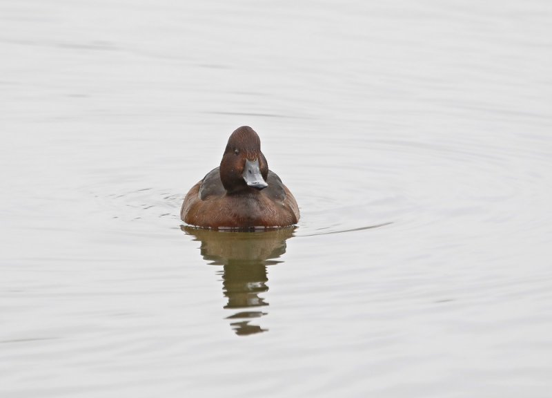 Witoogeend / Ferruginous Duck