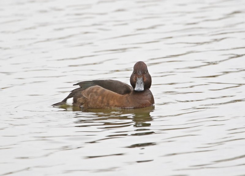 Witoogeend / Ferruginous Duck