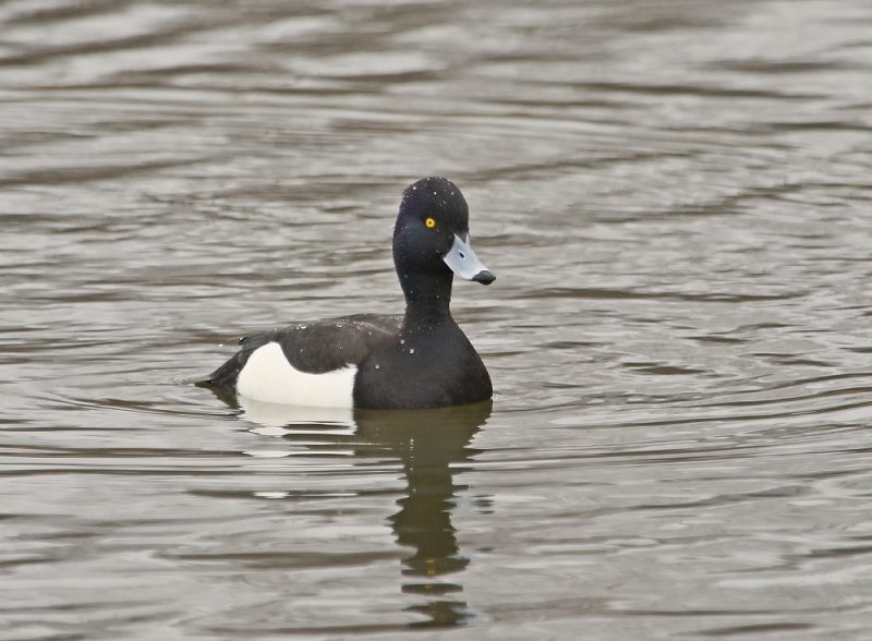 Kuifeend / Tufted Duck
