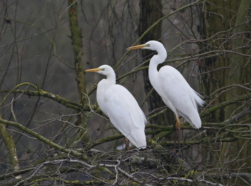 Grote Zilverreiger / Great White Egret
