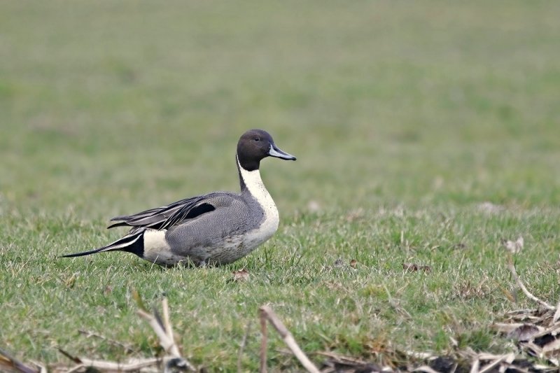 Pijlstaart / Northern Pintail