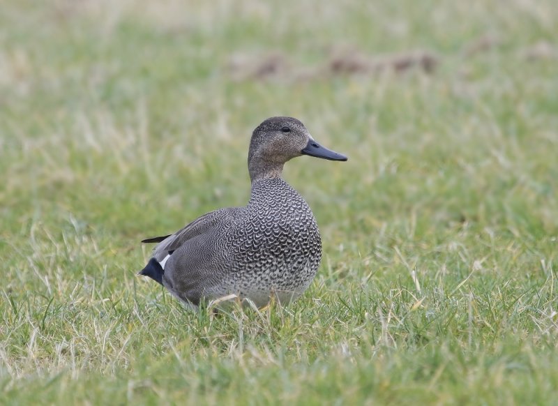 Krakeend / Gadwall