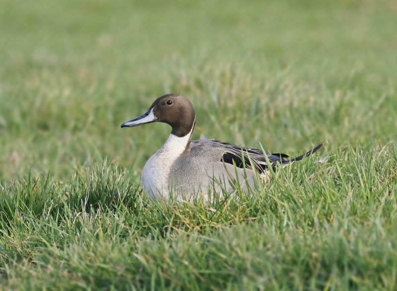 Pijlstaart / Northern Pintail