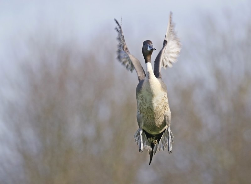Pijlstaart / Northern Pintail