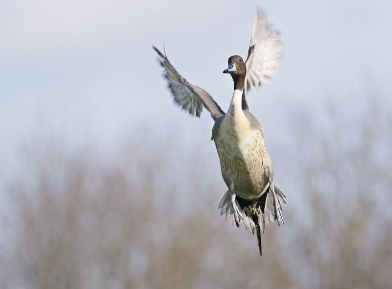 Pijlstaart / Northern Pintail