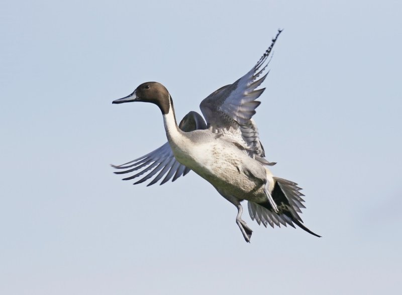 Pijlstaart / Northern Pintail